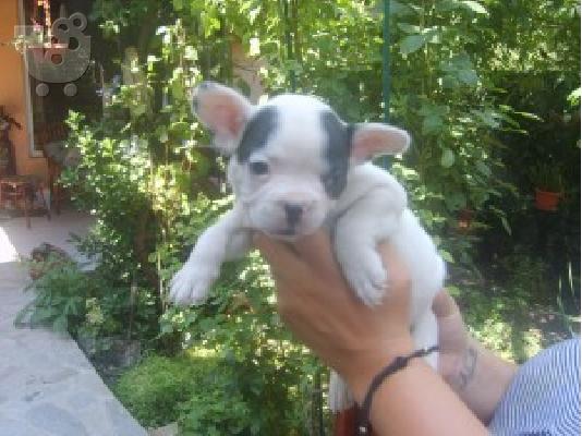 PoulaTo: GALIKO BULDOG